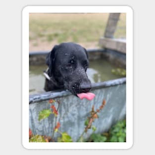 labrador dog with tongue out Sticker